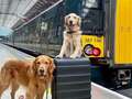 Adorable golden retriever goes viral for cuddling sad passengers on the train eiqduidtzidexinv