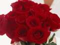 Shoppers can get a dozen red roses for £4.99 this Valentine's Day - here's how qhiqhhieqitkinv