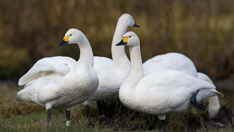 The number of Bewick