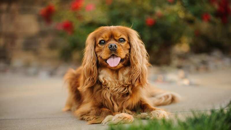 Heart disease affects 98 percent of cavalier King Charles spaniels (stock photo) (Image: Getty Images/EyeEm)