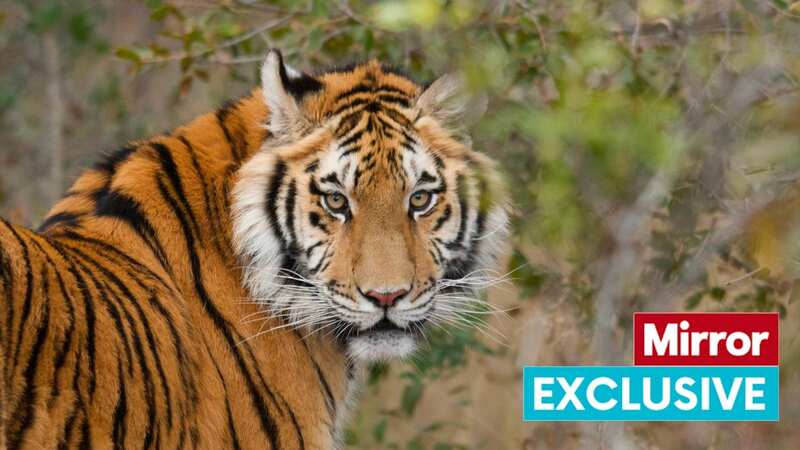 Sally was separated from her mother when she was just days old and bottle-fed by humans to tame her for a life of captivity