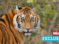 Tiger bred to be ­slaughtered for trophy hunters saved thanks in daring mission