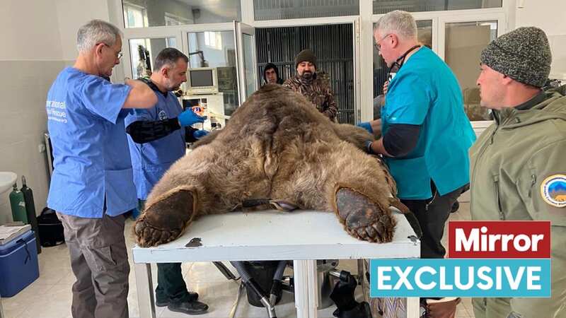 20-year-old bear Norman needed a double root canal after he was found in a terrible condition in a businessman