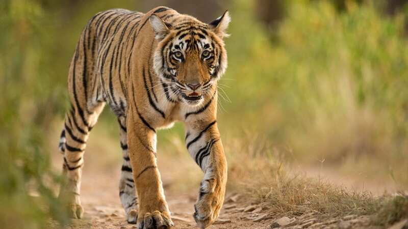 A tiger mauled a young boy to death before it turned on his grandfather (stock image) (Image: Getty Images)