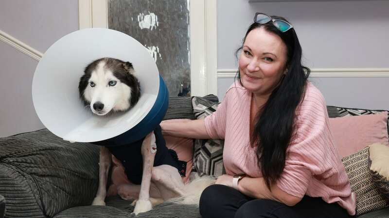 Six-year-old husky Naevia has returned home after a horror attack (Image: Teesside Live)