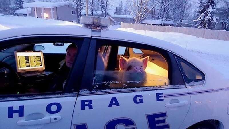 Elvis Pigsley has been reunited with his family (Image: Anchorage Police Department)