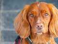 UK's first conservation detection dog to protect rare birds by sniffing out rats qhiquqitkiqxeinv