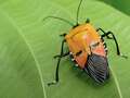 Bug renamed Hitler as it looks like Nazi leader - and stinks to high heaven