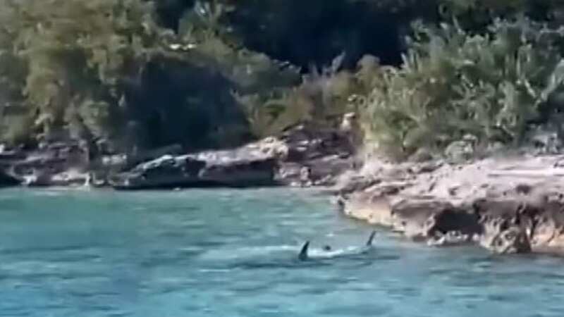 Shark attacked by dog after it jumps into the sea directly onto 12ft hammerhead
