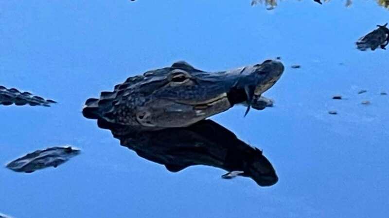 Alligator spotted with jaws taped shut and struggling before being rescued