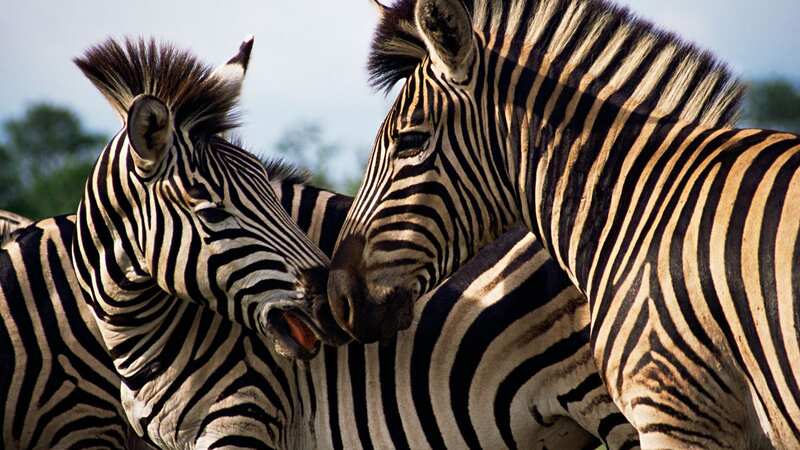 Scientists found contrasting stripes attracted few flies whereas stripes that were similar to each other were more attractive (Image: Getty Images)