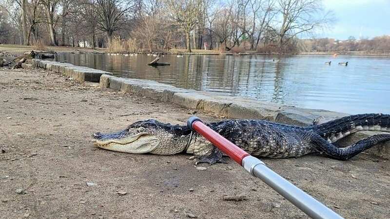 Godzilla the alligator had to be rescued from a park in New York (Image: NYC Parks/AFP via Getty Images)