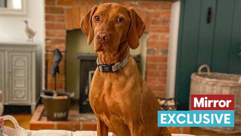 Marnie, a six-year-old Hungarian Vizsla, is the latest confirmed victim of Alabama Rot in Berkshire (Image: Sabina Richardson)