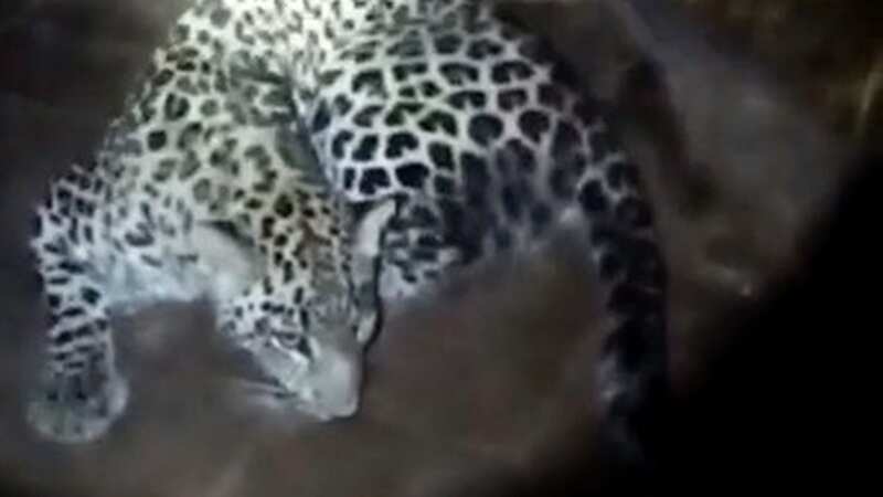 Leopard escapes cage and injures six people in six-hour rampage across city
