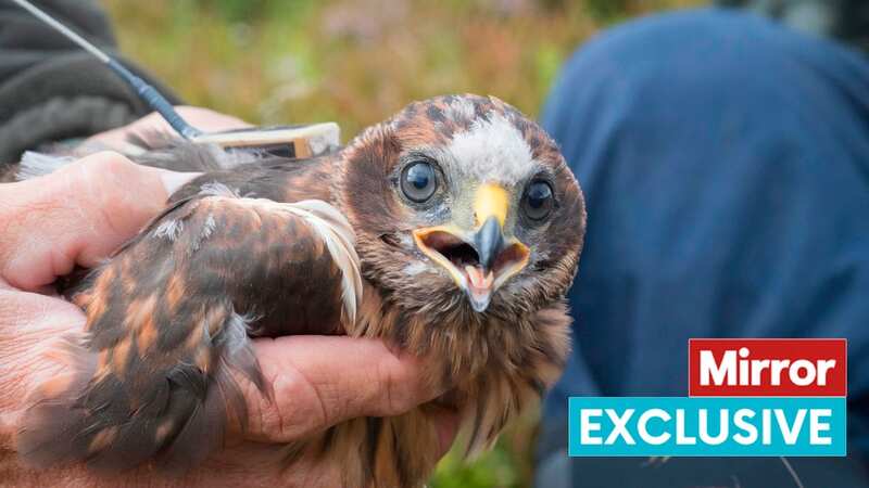 The RSPB say a large number of hen harriers vanish in suspicious circumstances or are killed (Image: RSPB)