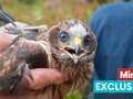 Protected birds shot, trapped and poisoned in rising crimewave across the UK eiqrriqzdiqqzinv