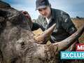 UK's Supervet goes on safari and witnesses plight of rhinos hunted for horns