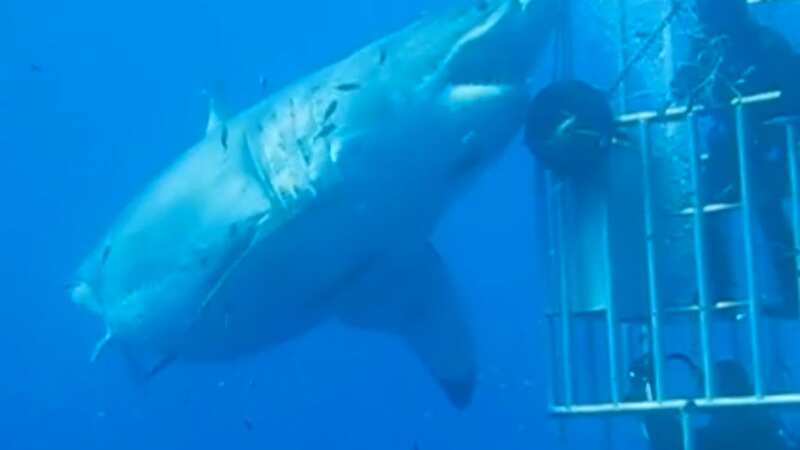 The huge female shark swam very close to the cage (Image: Mauricio Hoyos Padilla)