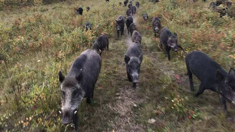 Feral super pigs are seeing booming populations in Canada - and could potentially pose a threat to humans (Image: Jam Press/Canadian Wild Pig Research Project)