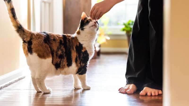 The cat owner was furious about his friend feeding his cat chocolate (stock image) (Image: Getty Images/iStockphoto)
