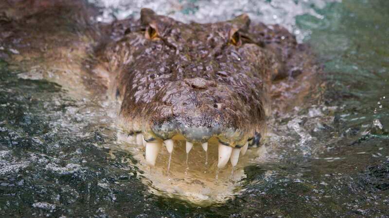 Horrific moment swimmer is mauled by croc and punches it as it snatches pet dog