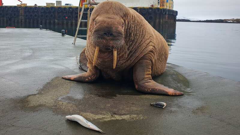 Thor the wandering Walrus who has resurfaced in Iceland nearly two months after he was last spotted in the UK (Image: Elis Petur / SWNS)