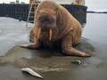 Brit sensation Thor the wandering walrus spotted in Iceland after leaving UK eiqrkitxiqkxinv