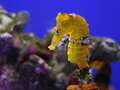 'Selling endangered seahorses for use in medicine may save them from extinction'