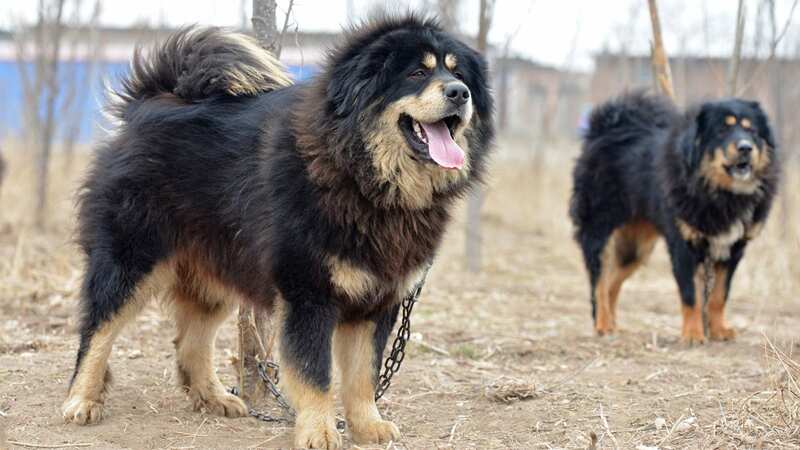 Woman raises 250-pound pet mastiff for two years – then realises it