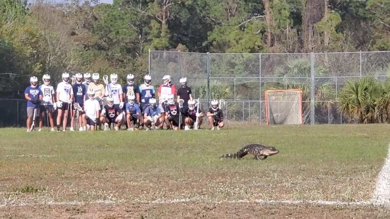 High school students left baffled as alligator crosses field in training