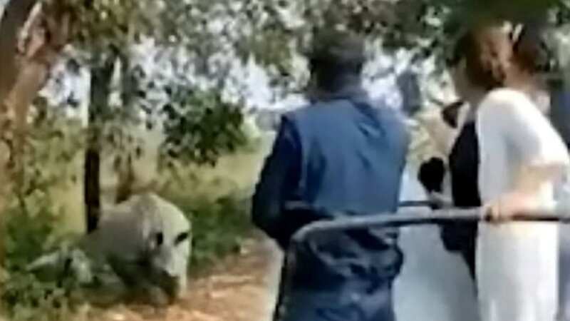 The rhino emerged suddenly from behind a bush (Image: Newslions / SWNS)