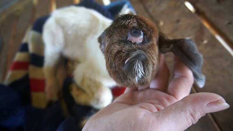 A rare one-eyed baby goat baffled farmers (Image: ViralPress)