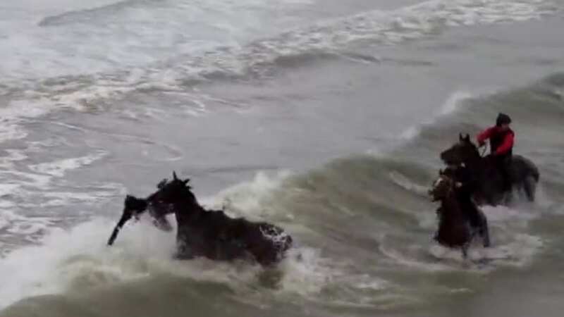 Paddy Hanlon is thrown into the sea from Cheltenham Gold Cup candidate Hewick (Image: Twitter@https://twitter.com/touchlinemedia/status/1630649303063470099?s=51&t=dlxnzmtev1qB_9Zvffm2MA)