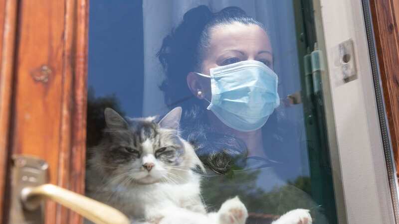 An ex-minister says a cull of pet cats was considered during the early days of the Covid pandemic. File image (Image: Getty Images)