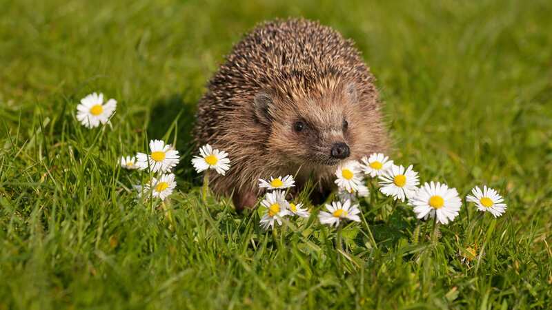 The hedgehog found its way in front of an airport (stock photo) (Image: Peter Harbour)