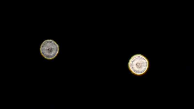 Jupiter and Venus appear to 