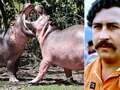 Pablo Escobar's hippos to be removed from Colombia as they go out of control