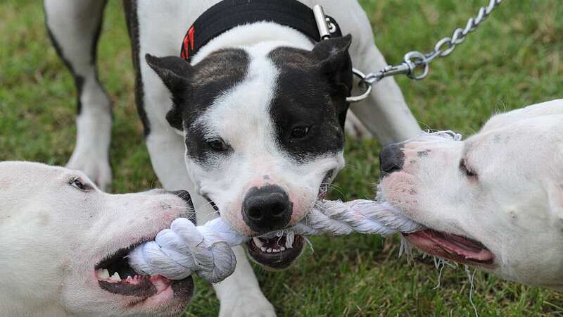 The number of savage dog attacks reported to police has soared by 46 per cent in five years. (Image: AFP via Getty Images)