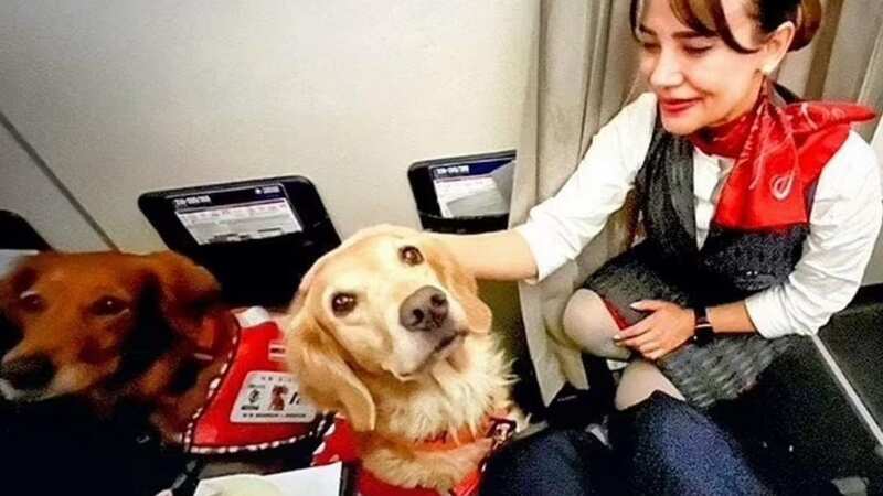 Dogs from around the world formed part of the rescue effort following the quake (Image: Turkish Airlines)