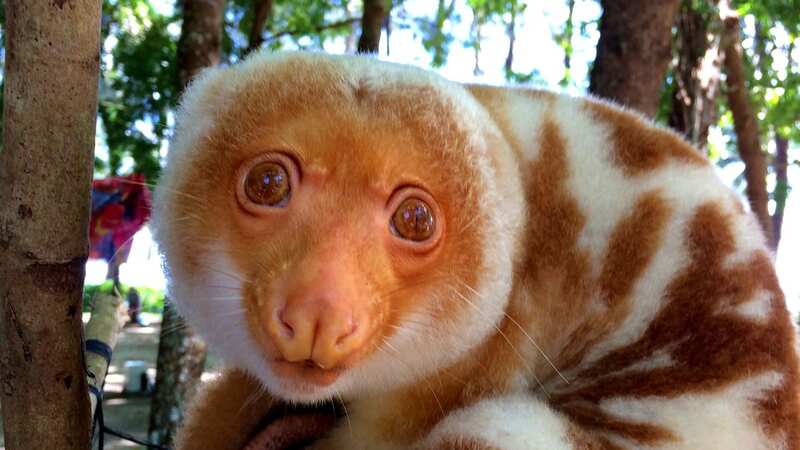 The Telefomin cuscus possum was discovered last year by Michael Smith in Papua New Guinea (Image: Getty Images/iStockphoto)