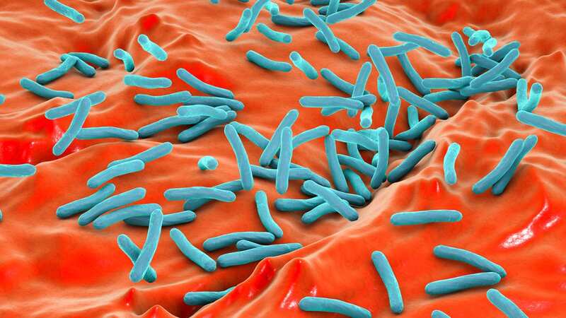 Computer artwork showing Tuberculosis bacteria (Image: Getty Images/Science Photo Library RF)