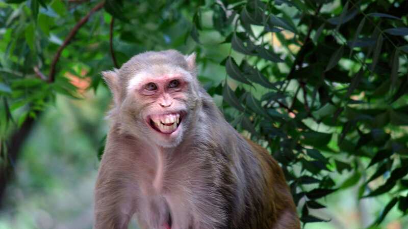 A mob of monkeys attacked a 70-year-old woman who fell to the ground and died (Image: Getty Images/iStockphoto)