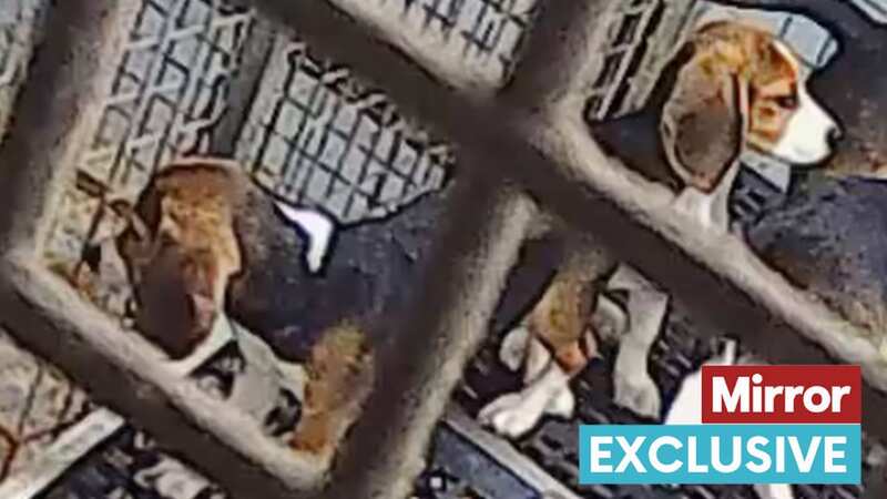 Horrors of puppy factory as beagles kept in muck-covered cages in view of hell