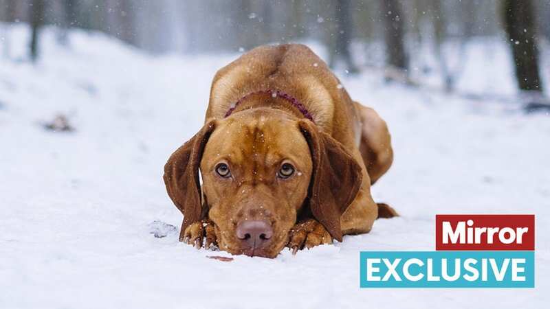 Dog owners are urged to look out for symptoms of hypothermia (stock photo) (Image: Getty Images/iStockphoto)