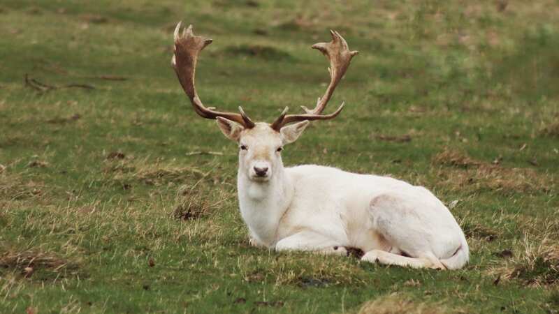 The white stag was found dead in Cobham Woods (file image) (Image: Getty Images/EyeEm)