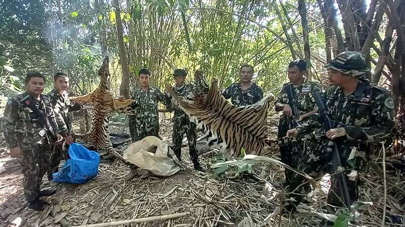 Thai police stand in the jungle with the tiger pelts they seized (Image: Department of National Parks and Wildlife Conservation/DNP)