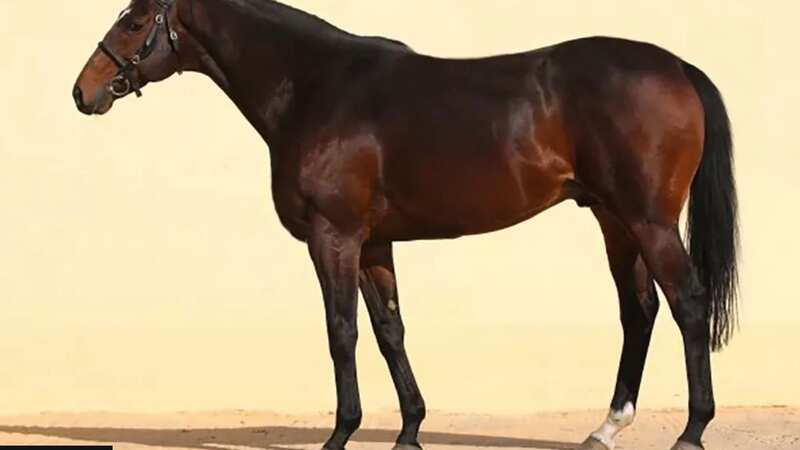 Zazou: top Czech stallion alleged to be owned by Ramzan Kadyrov has been stolen (Image: BBC)