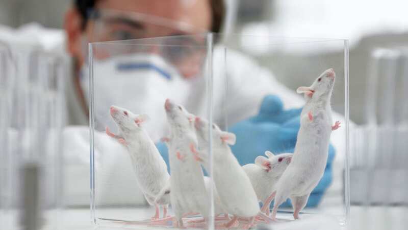 The technique has worked on mice (Image: Getty Images)