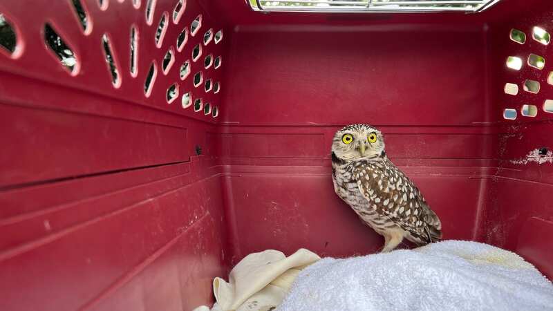 The burrowing owl was found on the Royal Caribbean’s Symphony of the Seas (Image: Florida Fish and Wildlife)