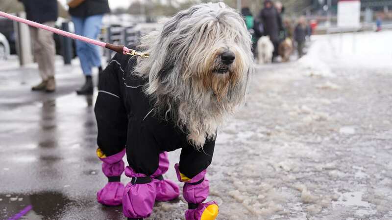 The annual Crufts event has returned to Birmingham (Image: PA)